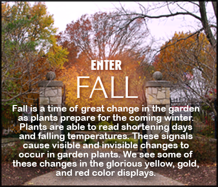 Fall is a time of great change in the garden as plants prepare for the coming winter. Plants area able to read shortening days and falling temperatures. These signals cause visible and invisible changes to occur in garden plants. We see some of those changes in the glorious yellow, gold, and red color displays.